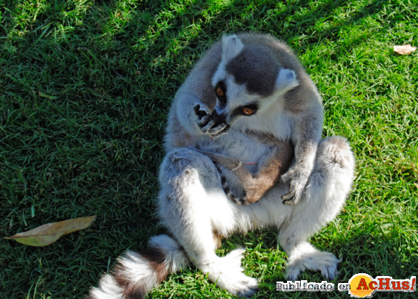 /public/fotos2/cria-de lemur-recien-nacida-26042012.jpg